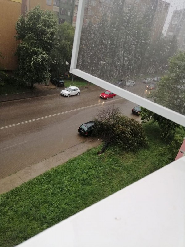 Паднало дърво блокира пътя към Поликлиниката / Пътят е разчистен