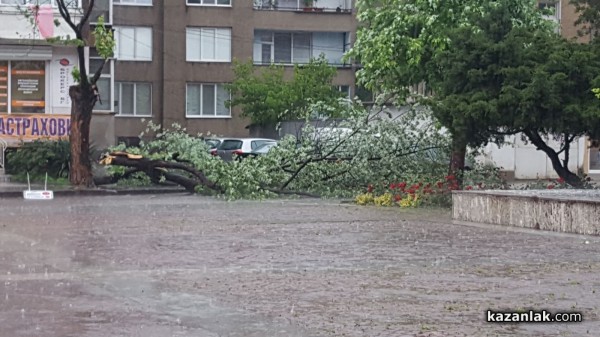 Паднало дърво блокира пътя към Поликлиниката / Пътят е разчистен