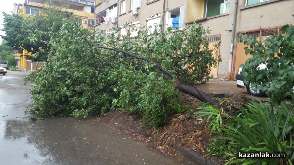 Паднало дърво блокира пътя към Поликлиниката / Пътят е разчистен
