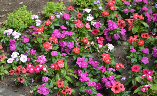 Градинката около монумента “Обединена Европа“ посрещна казанлъчани обновена