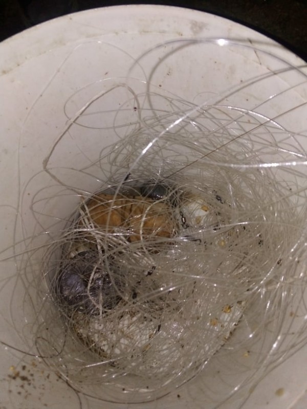 Множество актове за маломерен улов бяха съставени на Копринка и Жребчево