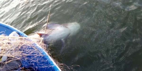 Освободиха 50-килограмов толстолоб от бракониерски мрежи