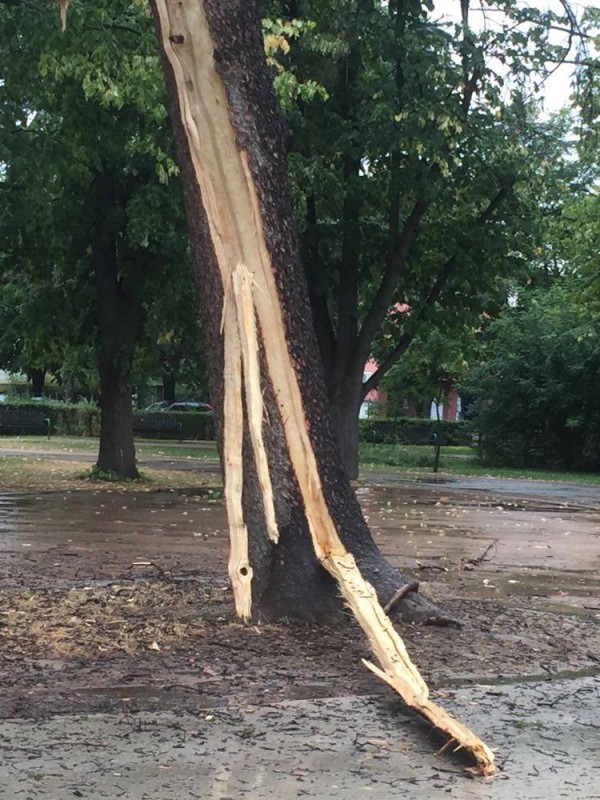 Мълния разцепи дърво в Розариума / Обновена