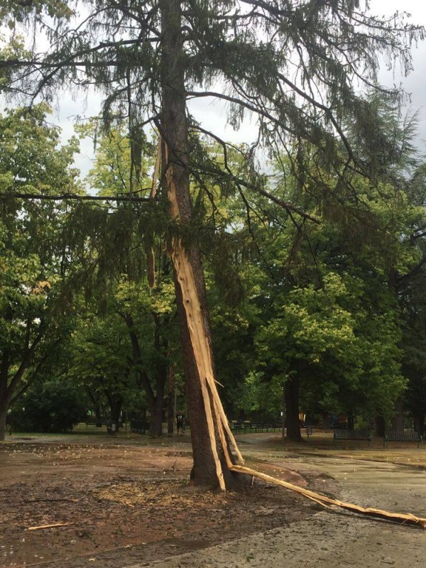 Мълния разцепи дърво в Розариума / Обновена