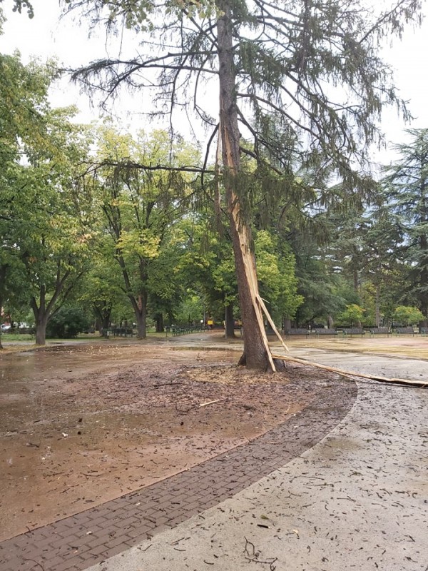 Мълния разцепи дърво в Розариума / Обновена