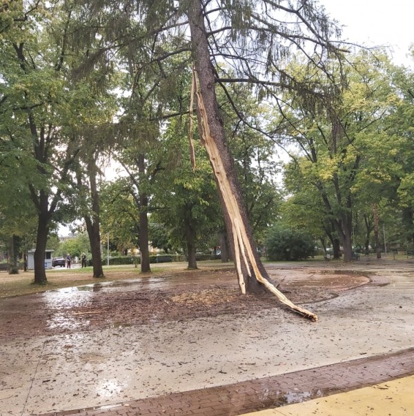 Мълния разцепи дърво в Розариума / Обновена