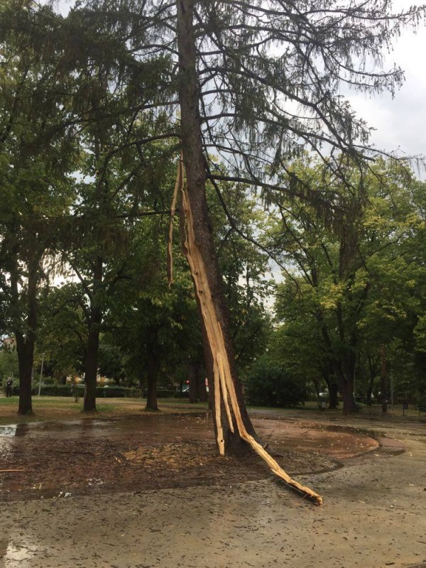 Мълния разцепи дърво в Розариума / Обновена