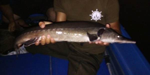 Тридневно наблюдение, спасена трофейна риба и извадени метри бракониерски мрежи на Жребчево и Тунджа