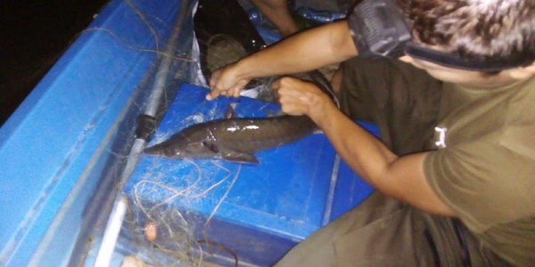 Тридневно наблюдение, спасена трофейна риба и извадени метри бракониерски мрежи на Жребчево и Тунджа