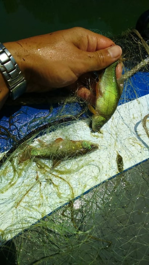 Тридневно наблюдение, спасена трофейна риба и извадени метри бракониерски мрежи на Жребчево и Тунджа