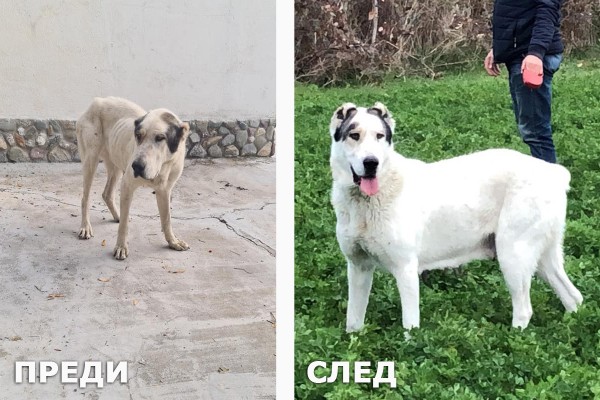 Куче с късмет. Изоставената Тара, която намери дом и любов