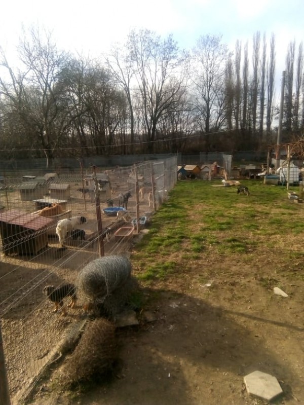 438 кг. храна събра кампанията на Голямо Дряново в помощ на бездомните животни