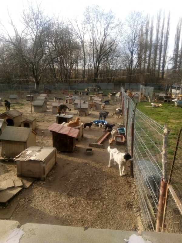 438 кг. храна събра кампанията на Голямо Дряново в помощ на бездомните животни