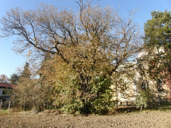 Двувековният казанлъшки кестен с трето място в конкурса “Дърво с корен“