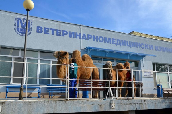 Ветеринари от Стара Загора спасиха камила след уникална операция