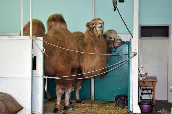 Ветеринари от Стара Загора спасиха камила след уникална операция