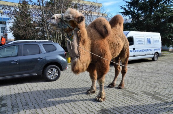 Ветеринари от Стара Загора спасиха камила след уникална операция