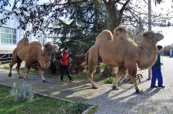 Ветеринари от Стара Загора спасиха камила след уникална операция