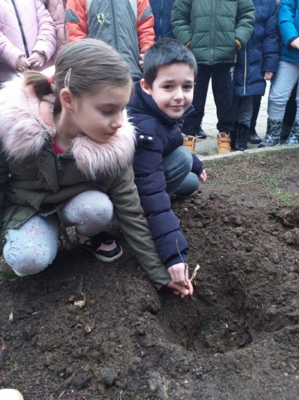 Деца, ученици и клубове засадиха дръвчета, осигурени от “Взаимопомощ“