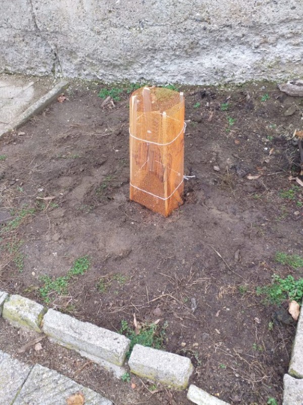 Деца, ученици и клубове засадиха дръвчета, осигурени от “Взаимопомощ“