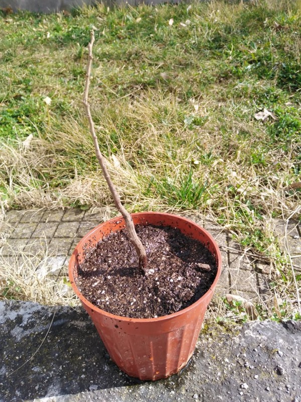 Деца, ученици и клубове засадиха дръвчета, осигурени от “Взаимопомощ“