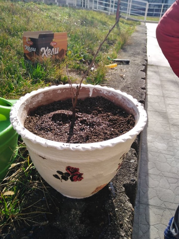 Деца, ученици и клубове засадиха дръвчета, осигурени от “Взаимопомощ“