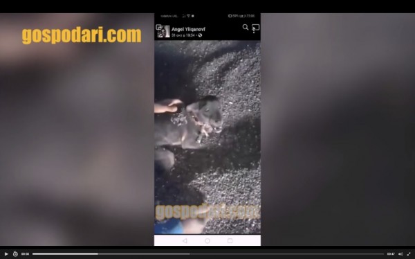 На 8 месеца затвор осъдиха Ангелин, който изтезава куче и качи видео в социалните мрежи