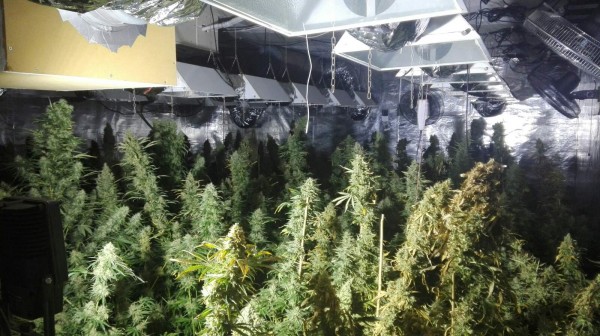 Разкриха модерна нарколаборатория с 600 растения марихуана в Шипка