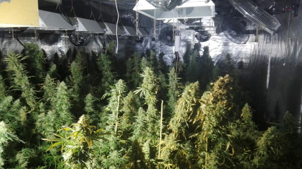 Разкриха модерна нарколаборатория с 600 растения марихуана в Шипка