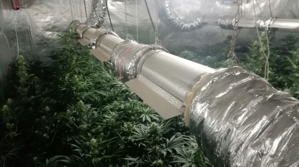 Разкриха модерна нарколаборатория с 600 растения марихуана в Шипка