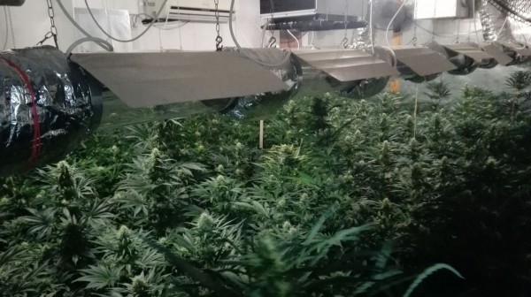 Разкриха модерна нарколаборатория с 600 растения марихуана в Шипка
