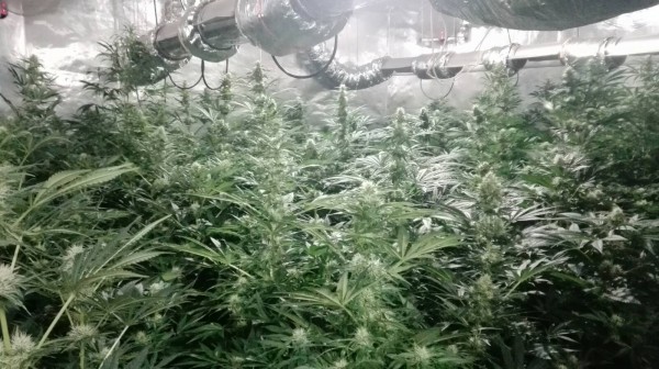Разкриха модерна нарколаборатория с 600 растения марихуана в Шипка