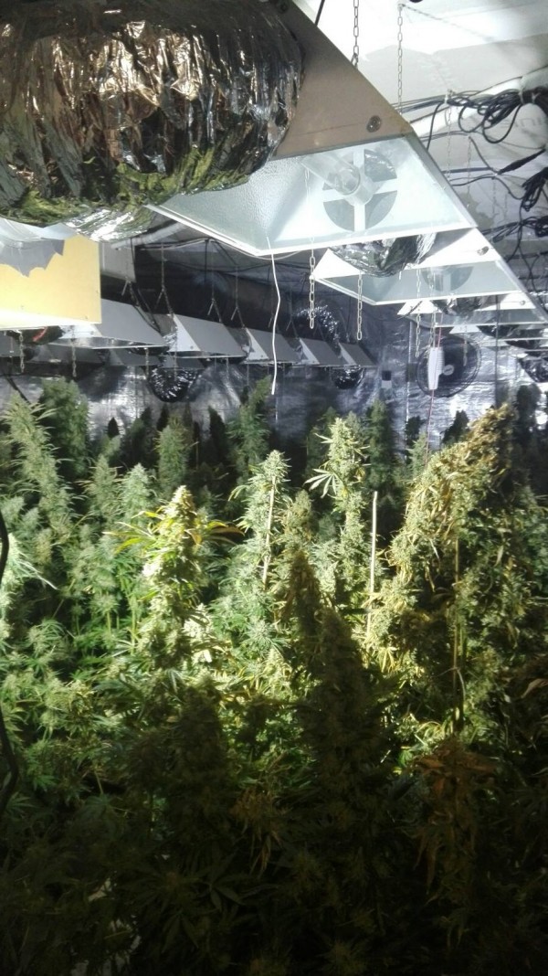 Разкриха модерна нарколаборатория с 600 растения марихуана в Шипка