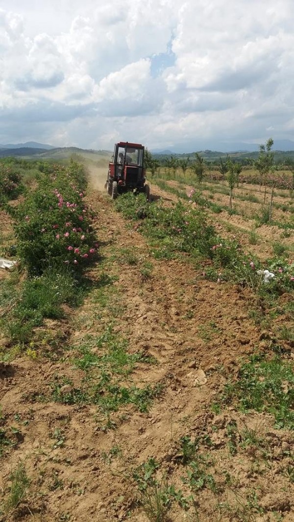 Нулевата година в розопроизводството. Тема на среща на ПП „Републиканци за България“ с розопроизводители и земеделски стопани