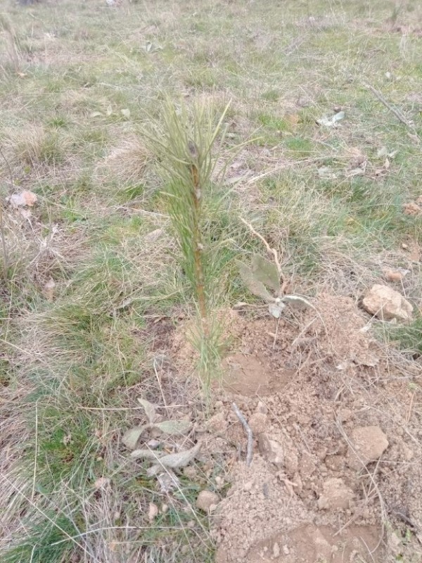 Казанлъчанин засади 200 дръвчета и ги посвети на любимата си