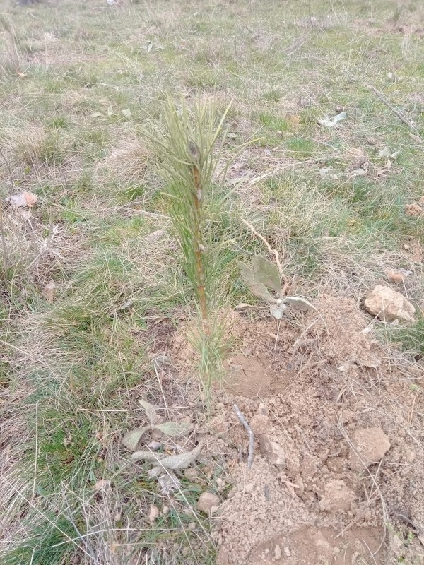 Казанлъчанин засади 200 дръвчета и ги посвети на любимата си