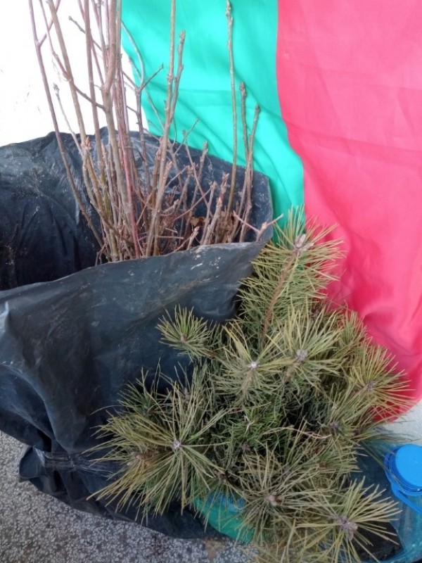 Казанлъчанин засади 200 дръвчета и ги посвети на любимата си