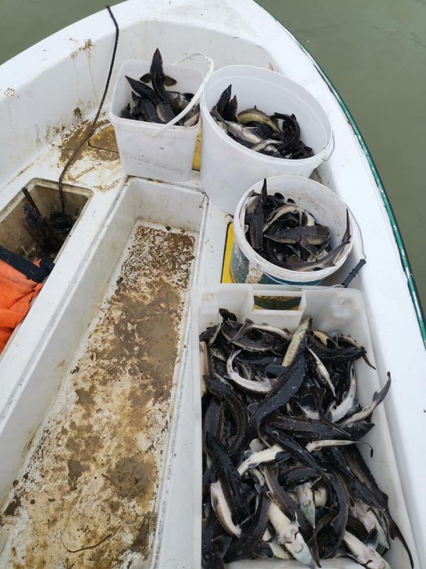 Спипаха бракониери в крачка с огромно количество риба уловена само за час