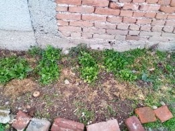 Учениците на ОУ ”Кулата” отглеждат зеленчуци и цветя в двора на училището