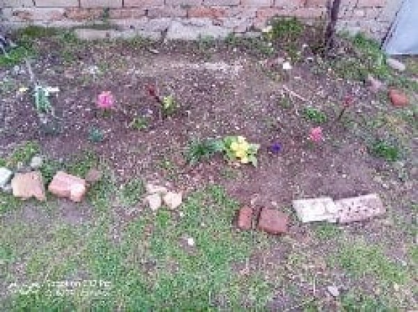 Учениците на ОУ ”Кулата” отглеждат зеленчуци и цветя в двора на училището