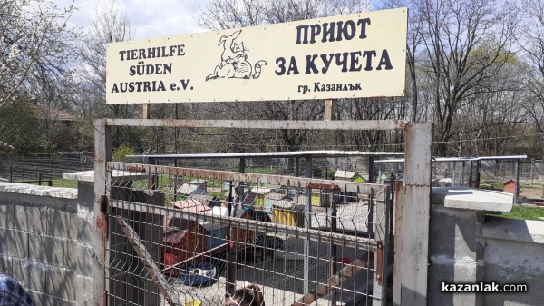 По 50 кучета и котки се кастрират на ден безплатно по време на кампанията