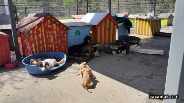 По 50 кучета и котки се кастрират на ден безплатно по време на кампанията