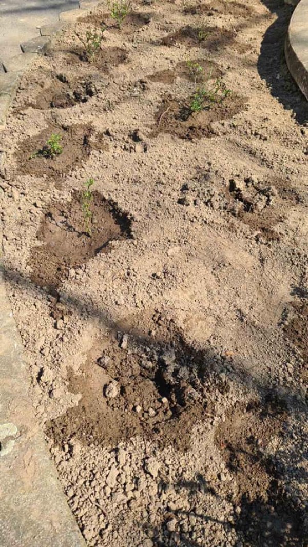 Откраднаха новозасадени рози в Павел баня