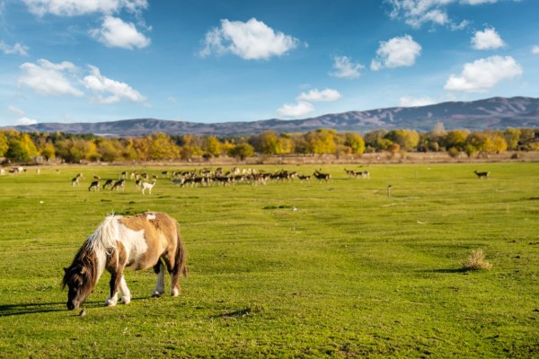 Дамасцена очаква своите гости и през празничните дни