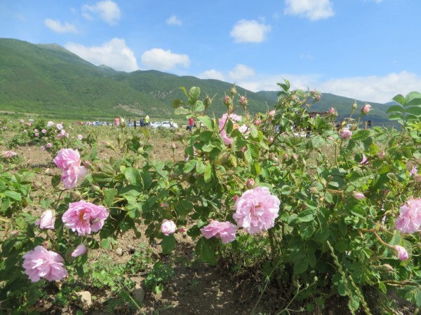 Ясеновци откриха розобера