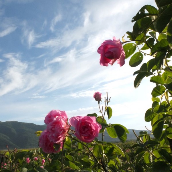 29 фотографи се включват в изложбата “Долината в обектива“