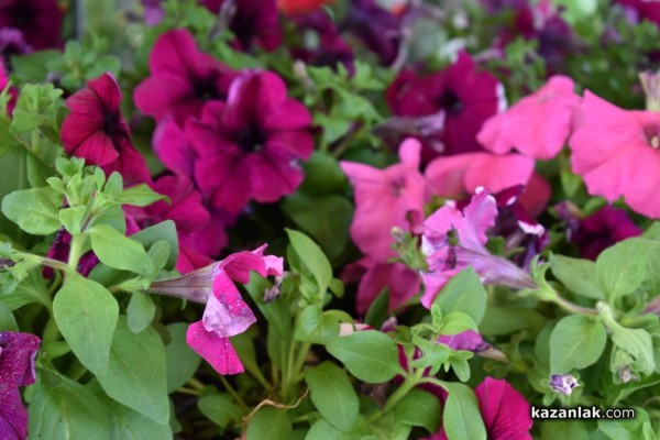 Празничен Казанлък