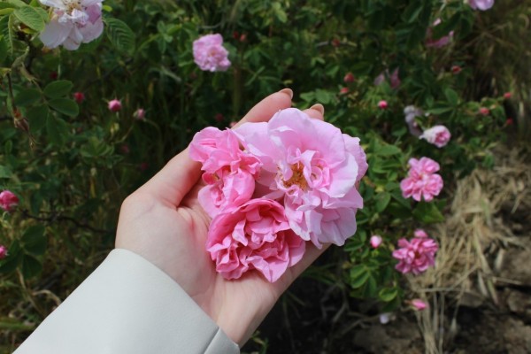 ПХГ „Св. Св. Кирил и Методий“ домакин на партньорска среща по програма „Иновации в действие“