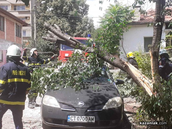 Вишна се сцепи на две и падна върху две коли