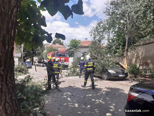 Вишна се сцепи на две и падна върху две коли